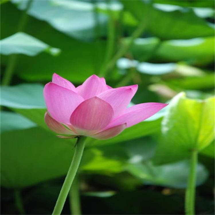 基地直销精品荷花苗 精品荷花苗水生荷花 荷花苗观赏荷花苗 