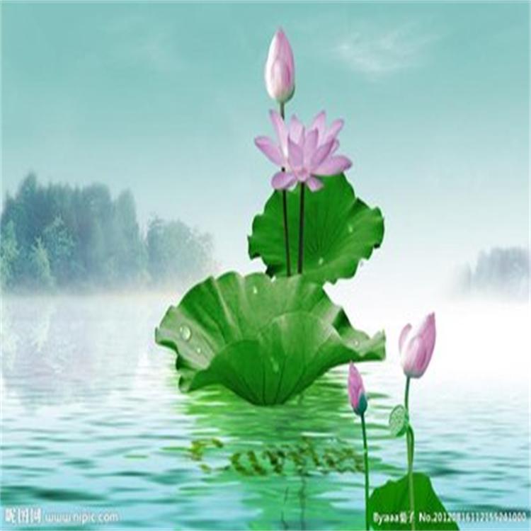 基地大量供应荷花 荷花苗 荷花批发基地