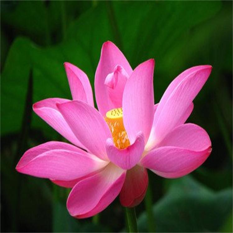 荷花基地直供 荷花幼苗批发 精品荷花苗 盆栽荷花苗价格