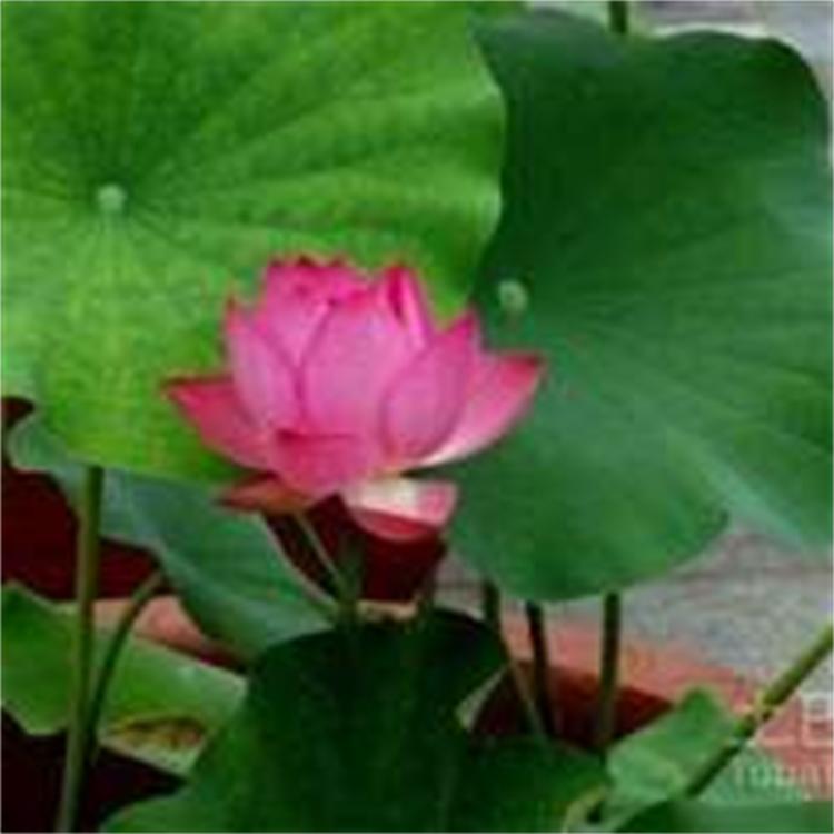 观赏性耐寒盆栽荷花苗种植基地 耐寒河道绿化 娇荷园林