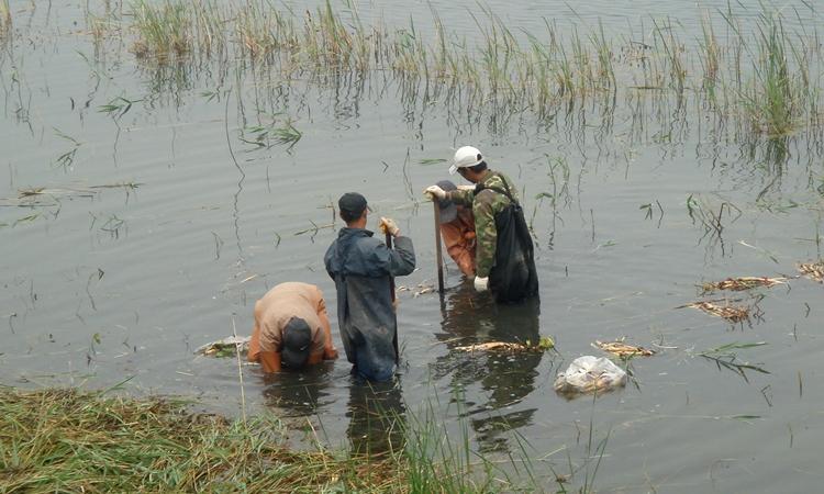 我公司承接的部分水生植物种植项目