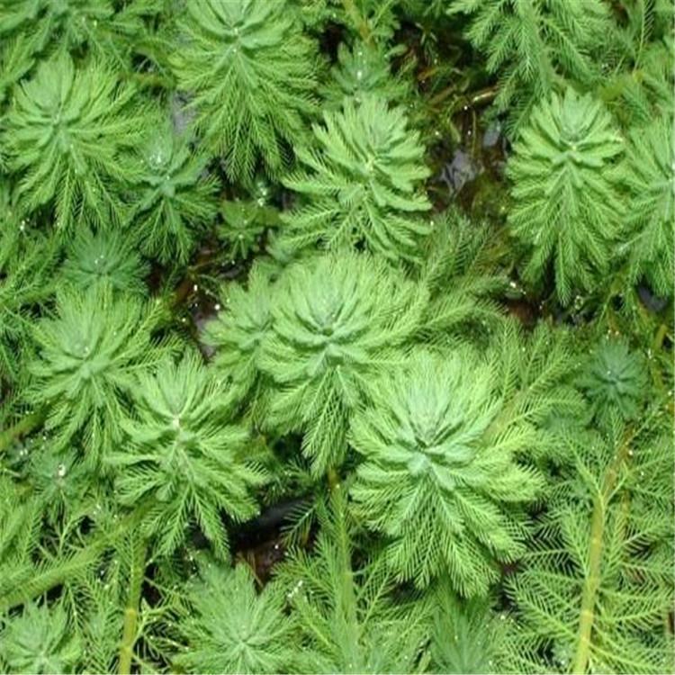 沉水植物如狐尾藻 金魚藻 小茨藻 常綠苦草 眼子菜 矮生苦草等河道