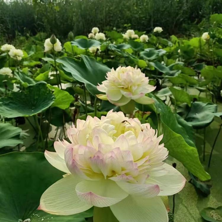 荷花批发基地 观赏性耐寒盆栽荷花苗种植基地 耐寒河道绿化