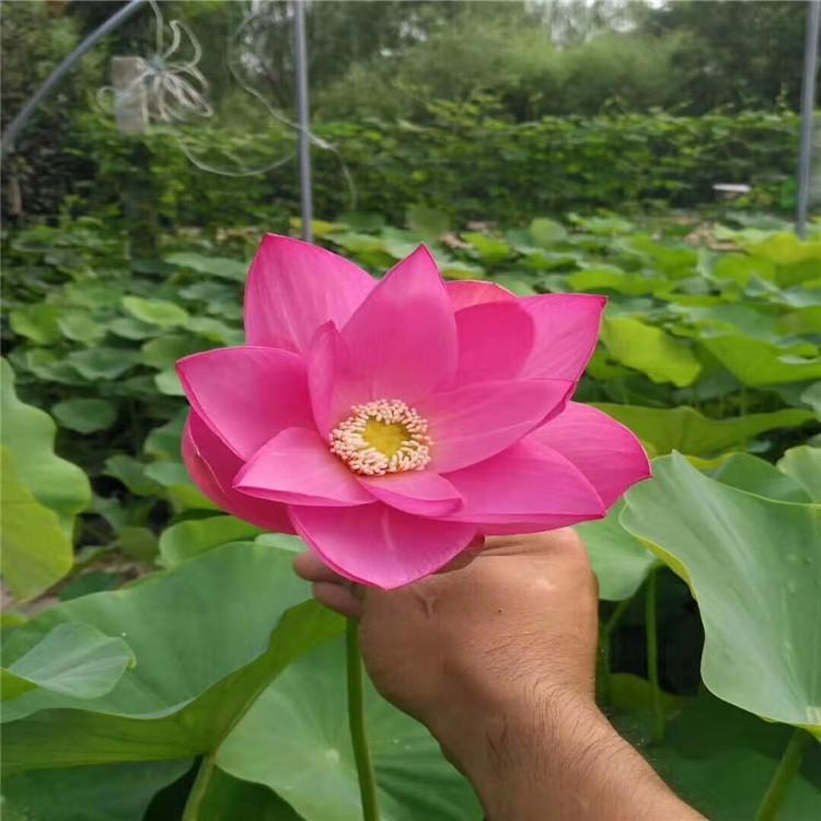 精品荷花 供应荷花苗 基地大量供应荷花苗 荷花苗 