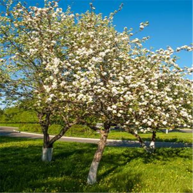 批发八棱海棠 分枝多  树形美观  绿化园林植物 基地直发海棠树  