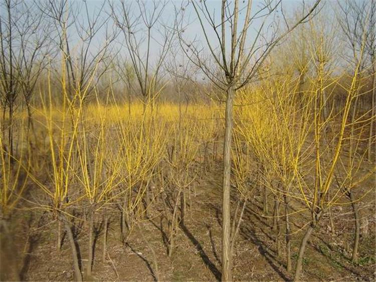 矮接金枝槐-12公分金枝槐 金枝槐价格