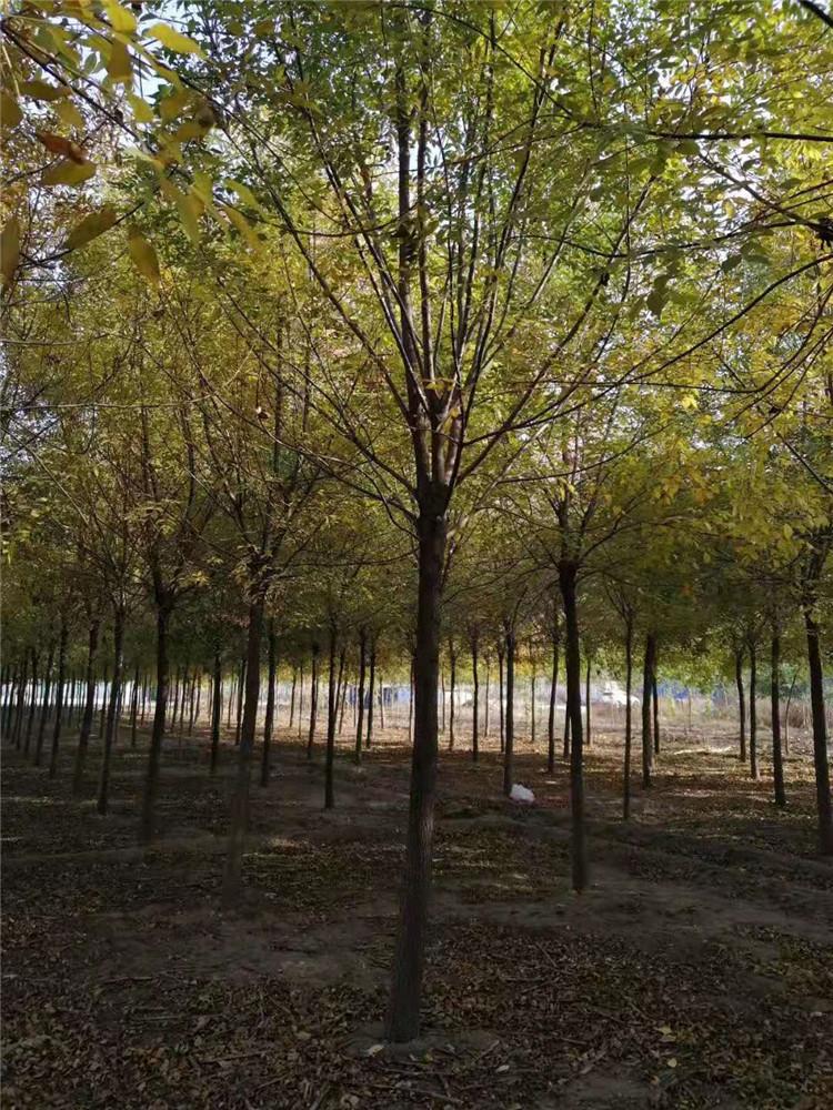 产地货源5公分金叶白蜡 速生金叶白蜡 观赏金叶白蜡