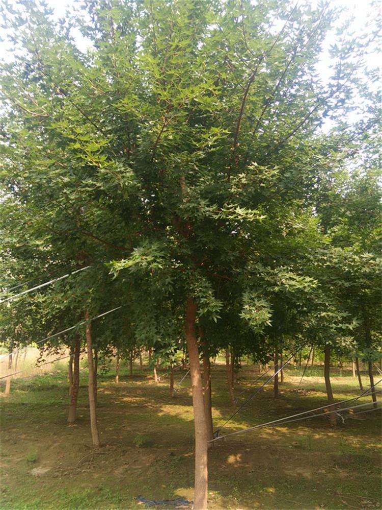 丛生五角枫 五角枫 五角枫精选厂家 厂家直销