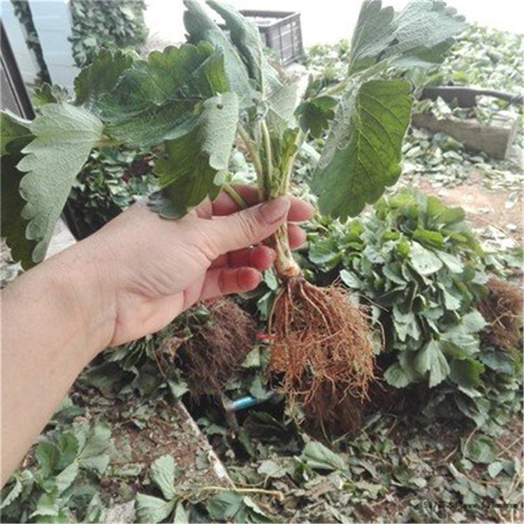 草莓苗 粉玉草莓苗销售 基地批发 质量优良有保障