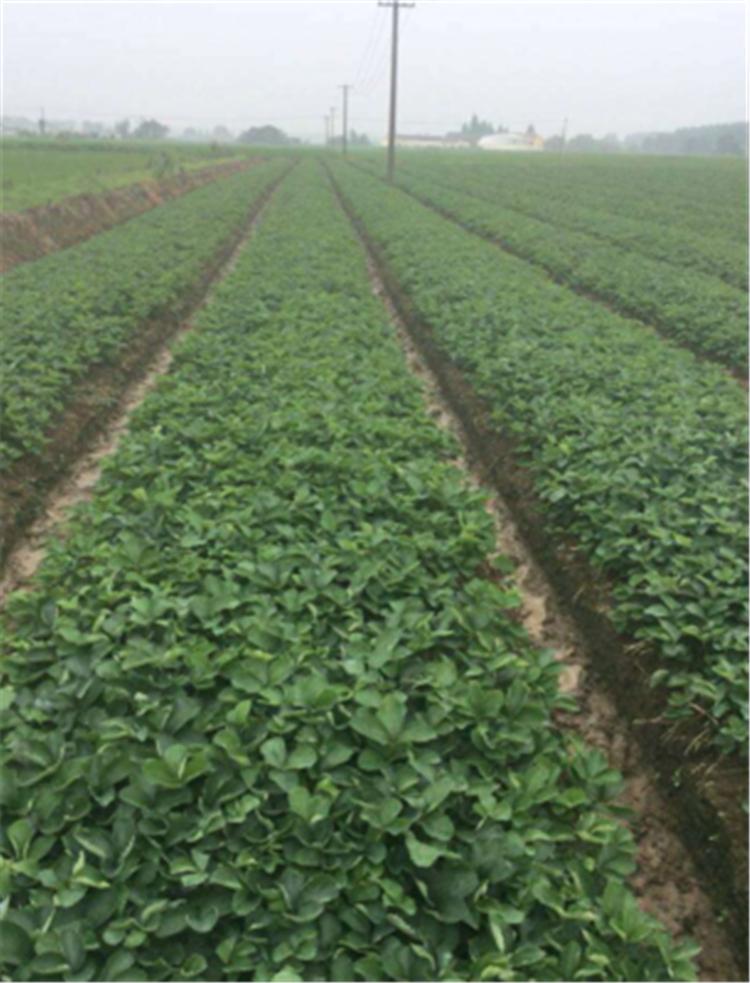 红颜草莓苗销售 基地批发 质量优良有保障