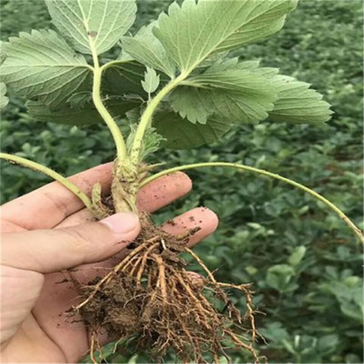 红柚添香草莓苗 幸香草莓苗 红颜草莓苗销售