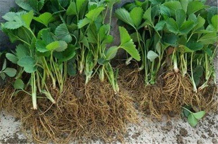 甜查理草莓苗基地 法兰地草莓苗种植时间 抗病能力强