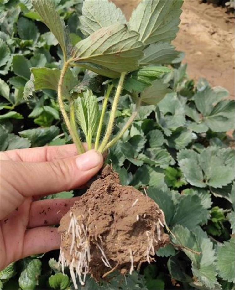 草莓苗 二年结果红实美茎3.5㎝ 双层平贴长势旺