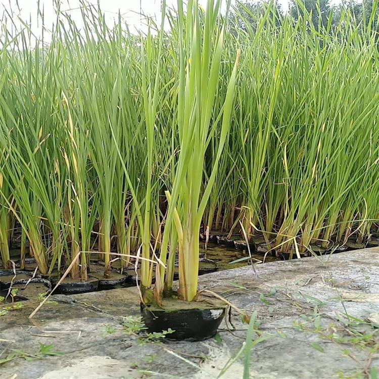 黄菖蒲苗 盆栽黄菖蒲 多年生 水生植物