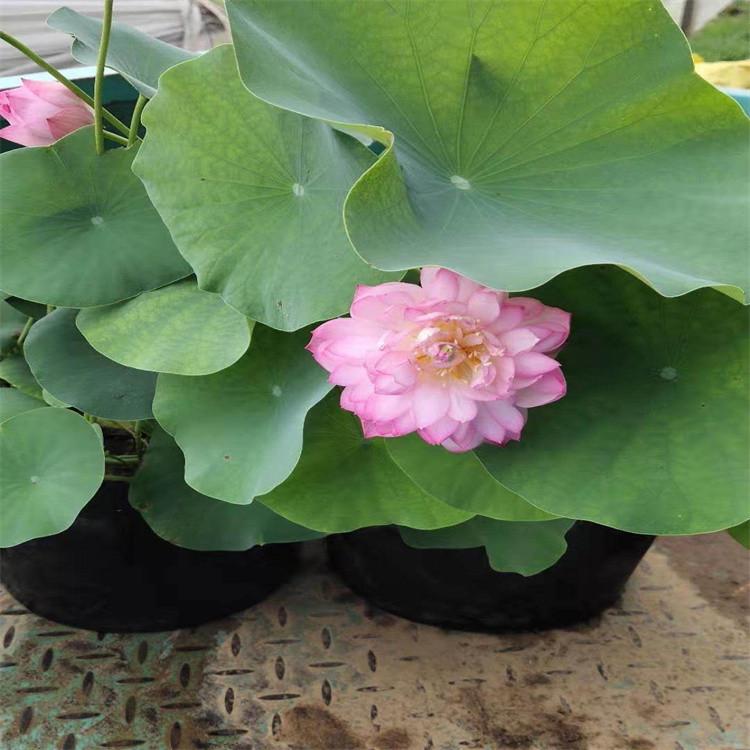 池塘荷花基地 绿化荷花苗 盆栽荷花苗