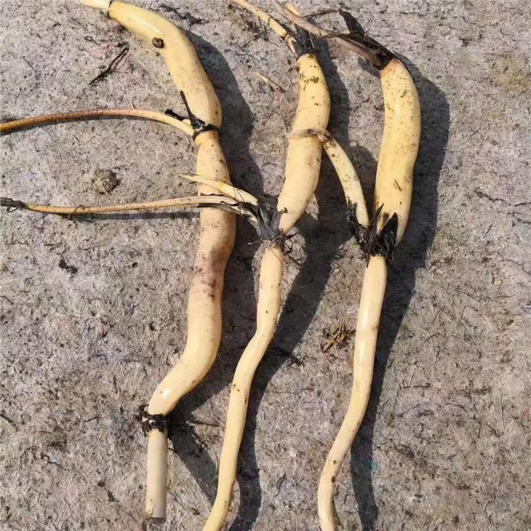 藕苗种植 荷花苗批发