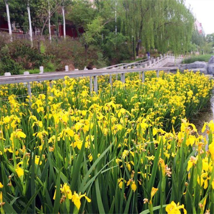基地出售黄菖蒲 宿根挺水植物 人工湿地水生植物 净化水质 工程绿化