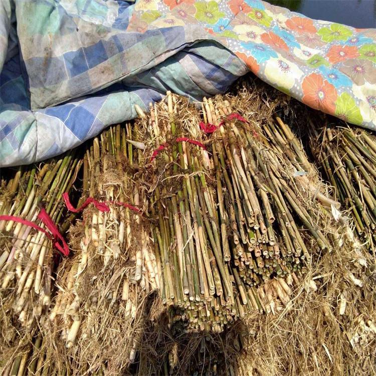 基地直销芦苇苗 水生植物芦苇 成活率高