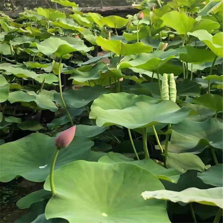 精品荷花 荷花苗
