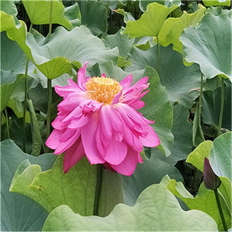 园艺出售 各种品种荷花 园林公园水体绿化花卉 水生挺水植物荷花苗 睡莲苗 池塘观赏荷花