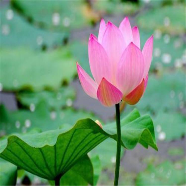 基地大量供应荷花 荷花苗 荷花批发基地