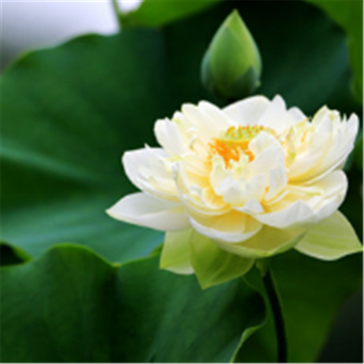 水生植物基地 批发荷花苗 观赏荷花种苗 易成活