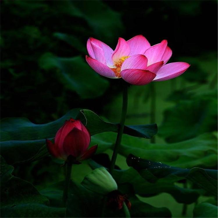 池塘荷花基地 绿化荷花苗 盆栽荷花苗