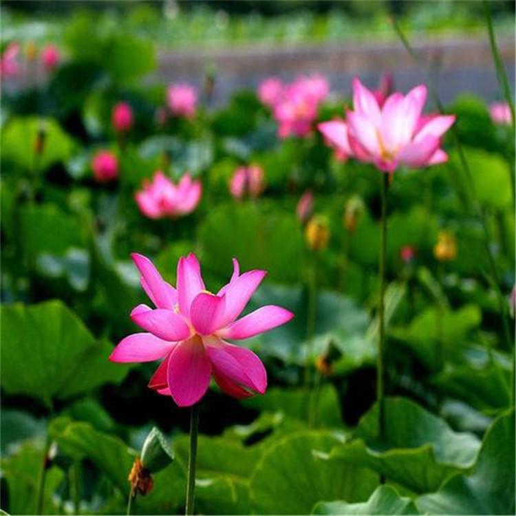 盆栽荷花 荷花种植基地 荷花幼苗 荷花批发