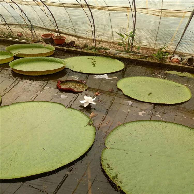 王莲基地  环捷供应  成活率高