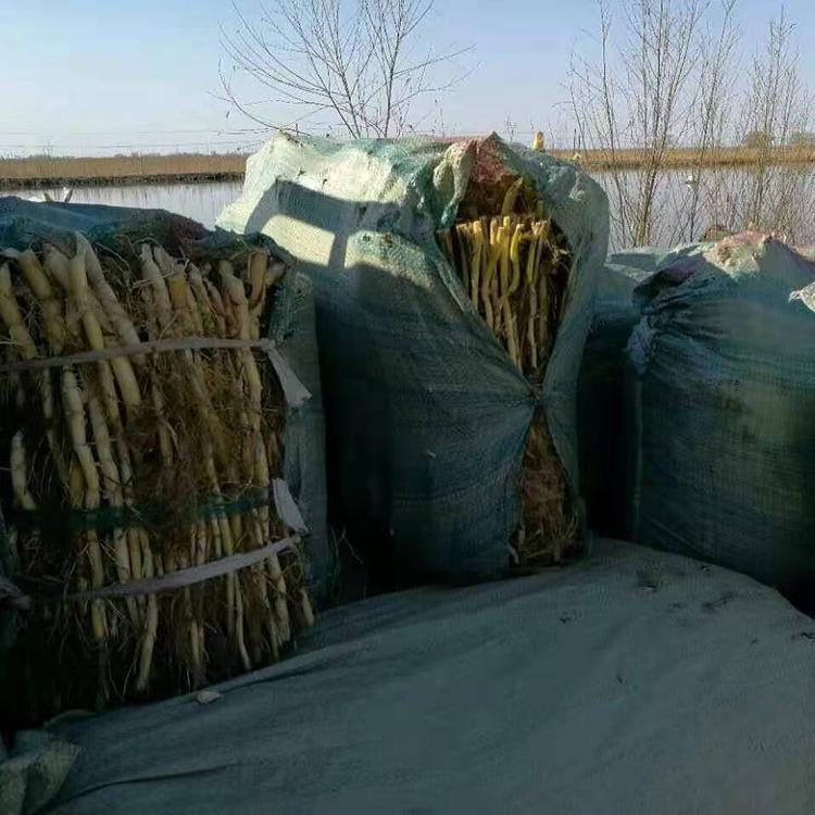 四川芦苇苗 基地直销芦苇苗  包成活  水生植物芦苇  成活率高