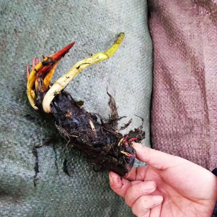 睡莲基地  山东基地  精品睡莲  成活率高