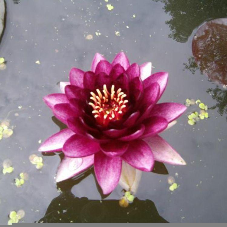 睡莲苗 批发优良睡莲 睡莲苗 厂家批发