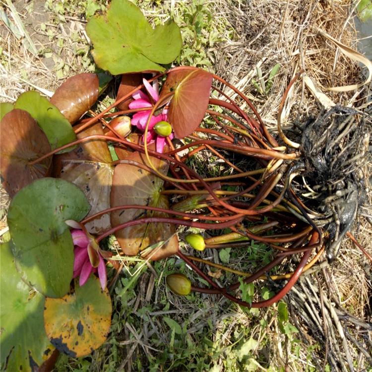 睡莲根块茎带花苞 水培植物四季种籽 优质花卉睡莲