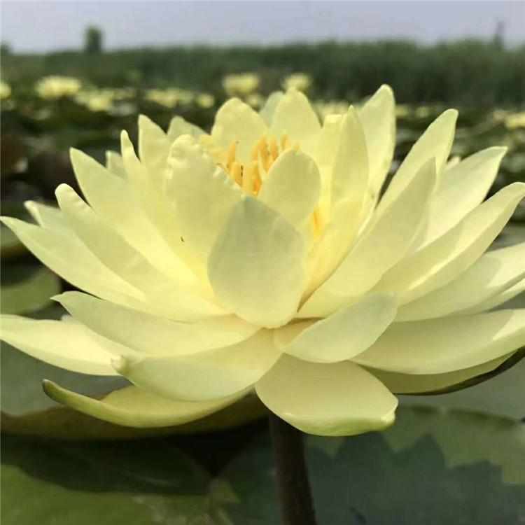 睡莲 睡莲种苗 水培植物 园林装饰绿化苗