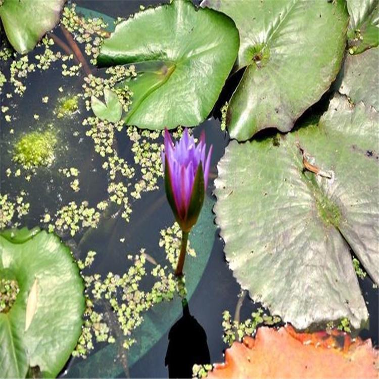 大量供应优质睡莲 耐寒睡莲 浮叶型水生草本植物睡莲苗