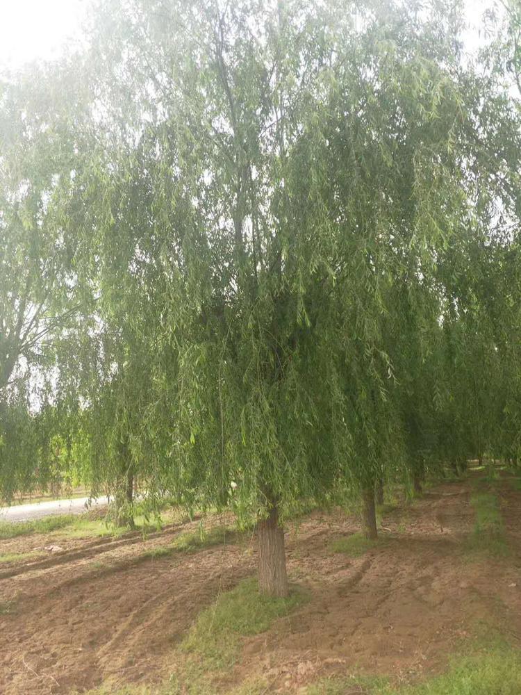 6公分到23公分金丝垂柳  移栽苗成活高