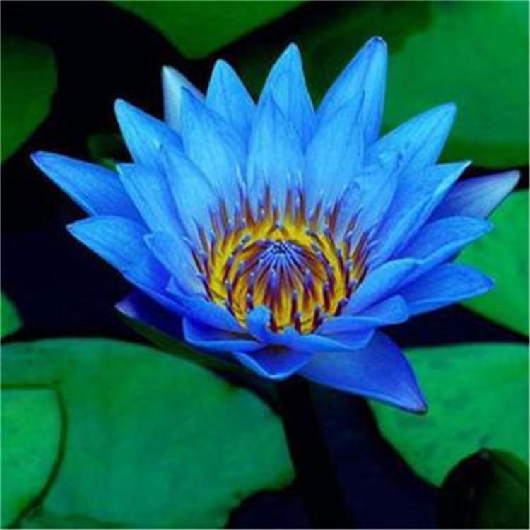 睡莲种苗 观赏水生植物 河堤公园别墅景观