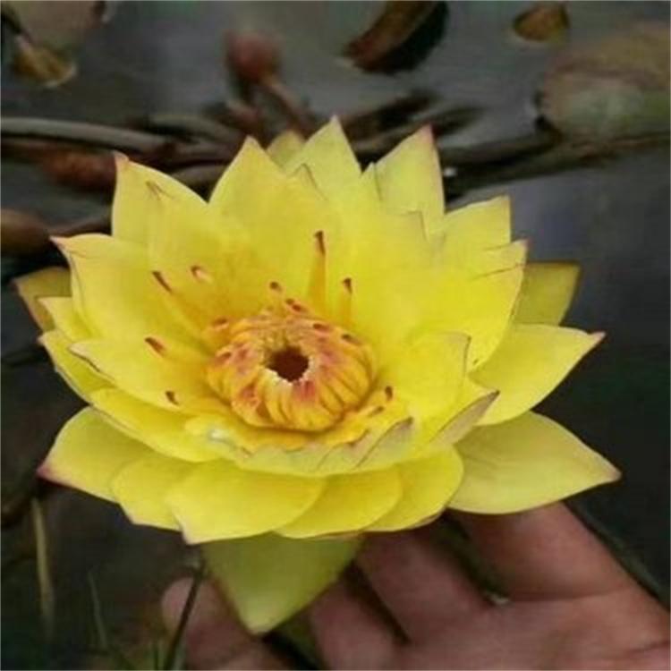 水生花卉植物 睡莲 公园湿地水体绿化 净化水质