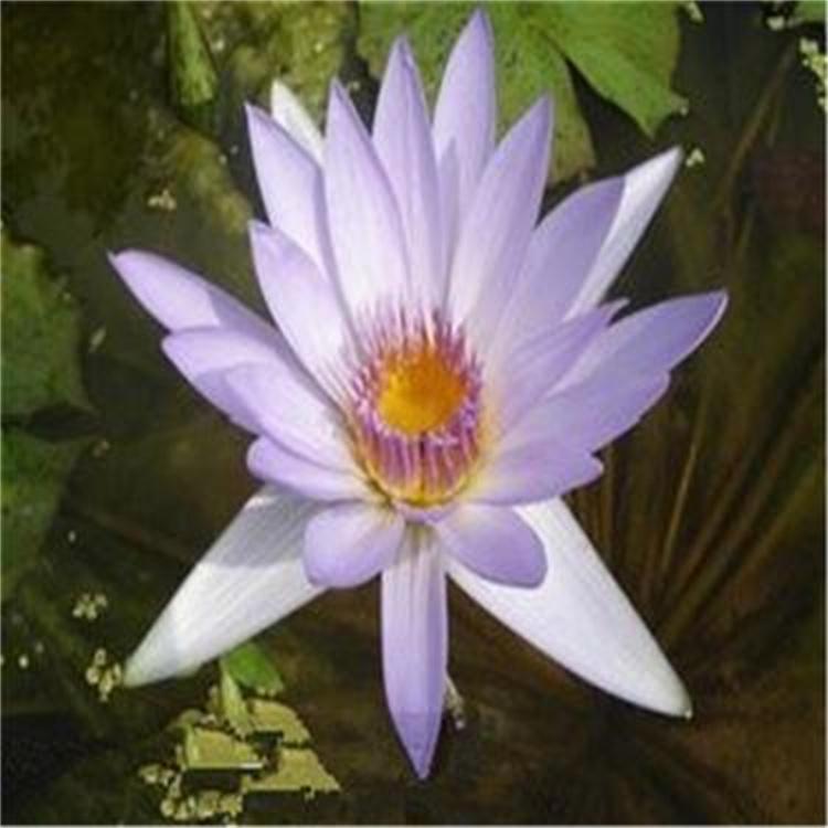 睡莲水生植物基地 睡莲规格齐全 睡莲供应商 睡莲水体绿化