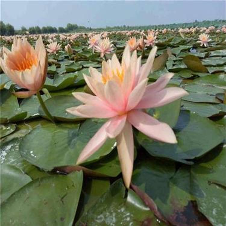 睡莲种苗 基地苗 适合在湿地公园河道池塘等地方种植