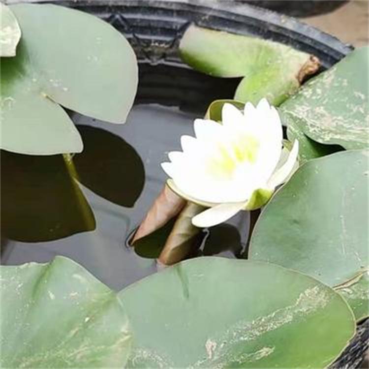 睡莲 工程湿地绿化 水生草本植物 庭院景区花园