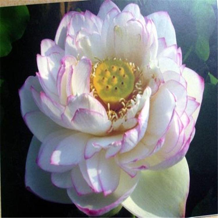 荷花价格 山东荷花供应 潍坊水生荷花