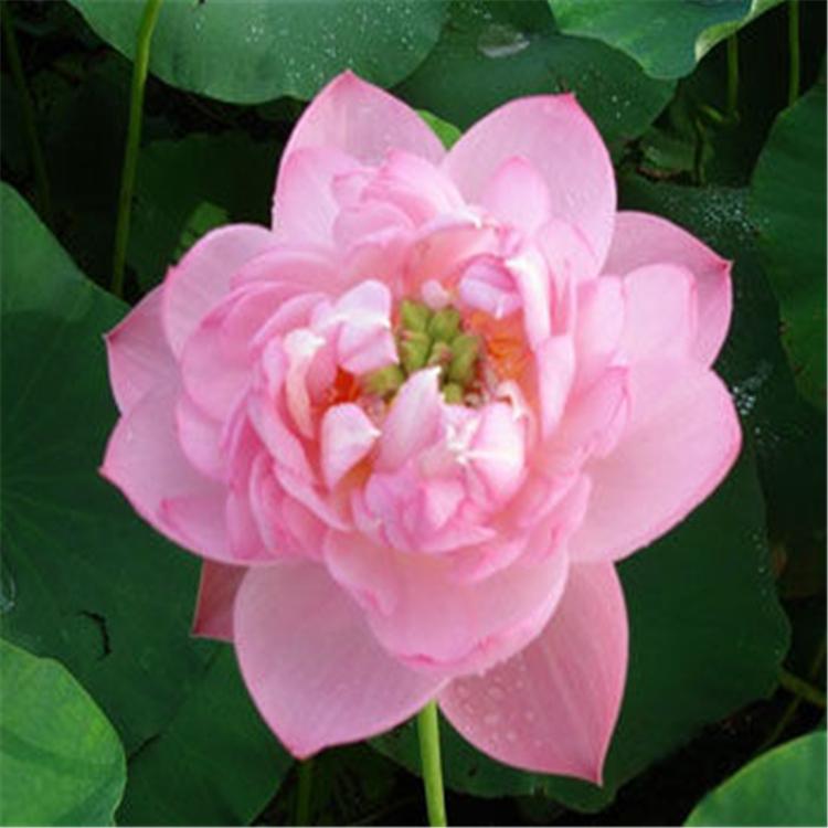 荷花苗批发 水生植物种植基地 优质荷花苗订购