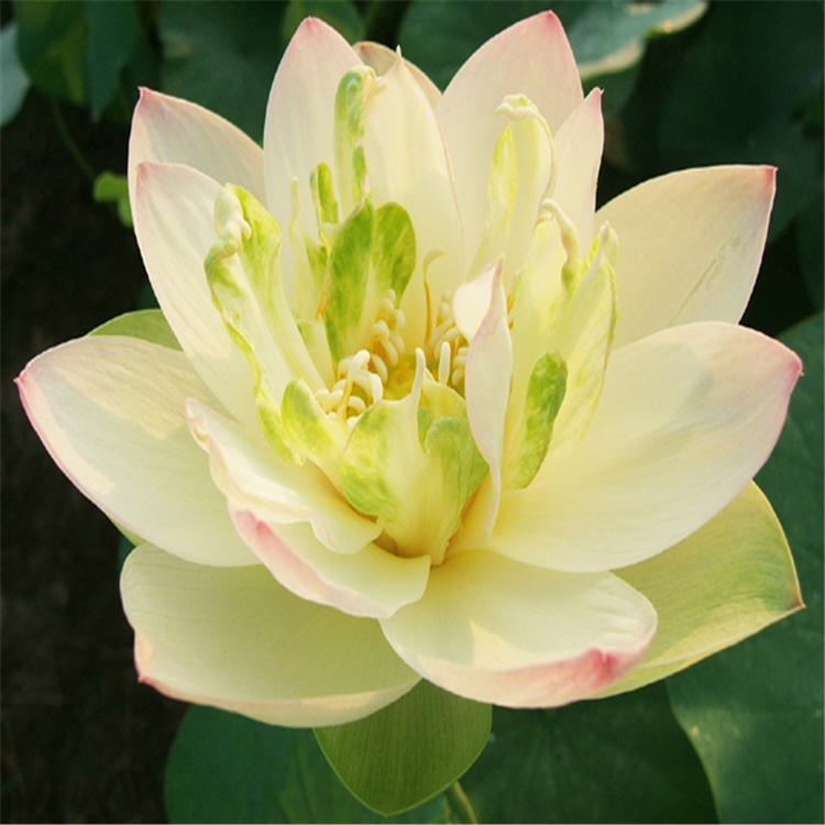 荷花苗 出售荷花苗 荷花种植基地 厂家批发