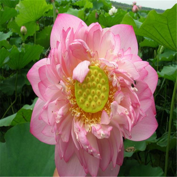 荷花价格 河北荷花供应 耐寒荷花 耐寒荷花直供