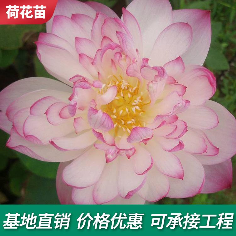 荷花苗 供应湿地绿化荷花苗 观赏性荷花苗