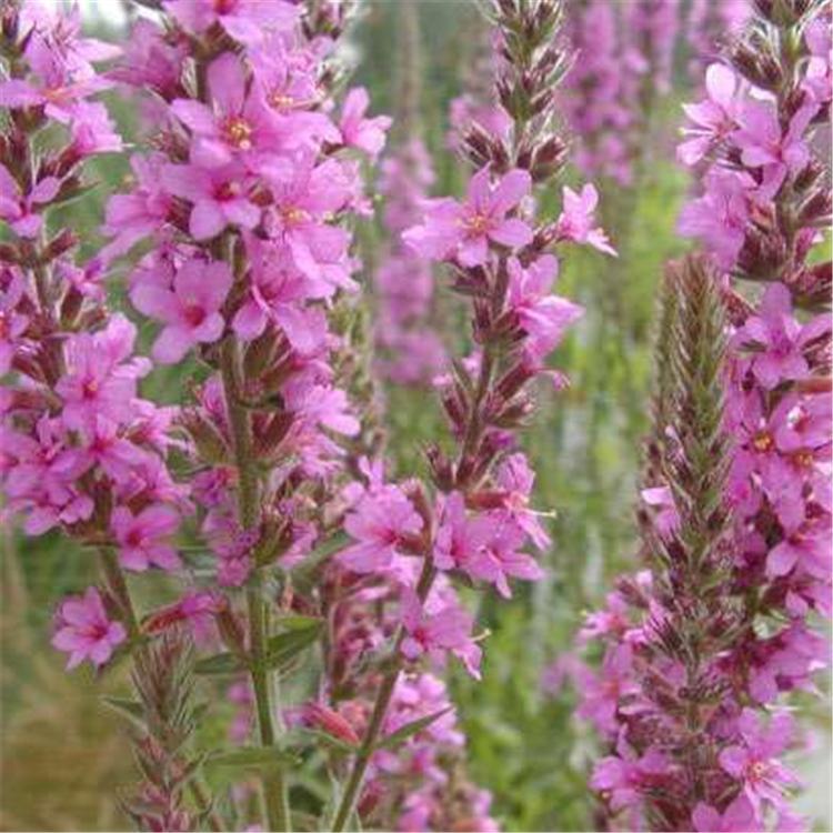 千屈菜 千屈菜精选厂家 厂家直销