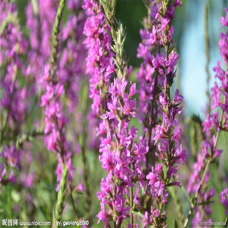 水生花卉基地 千屈菜 千屈菜价格