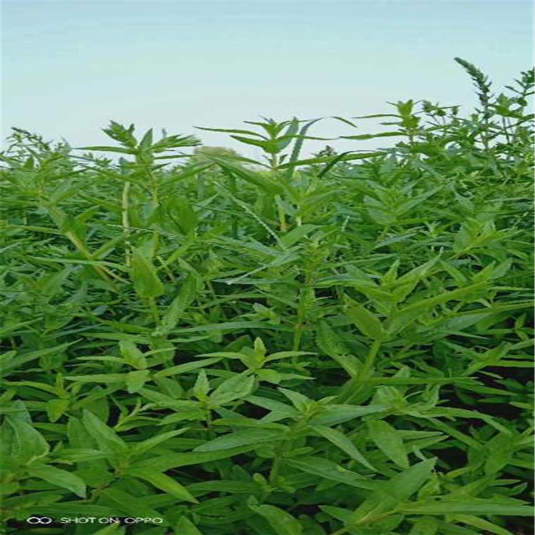 千屈菜小苗批发价格 千屈菜种植基地 宿根地被绿化专用 