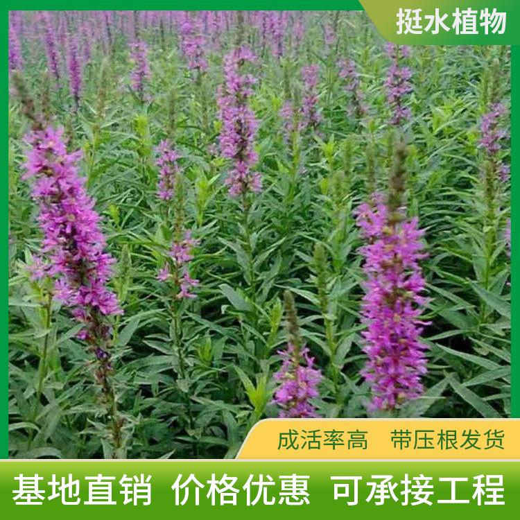 千屈菜育苗 千屈菜基地 千屈菜水生宿根花卉苗木